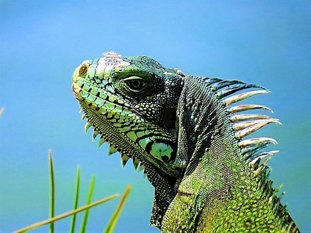 iguana-5242048_640