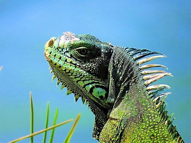 iguana-5242048_640