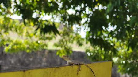 guadeloupe_08